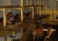 Ziegenhof Kaufmann, Dornbirn Fluh